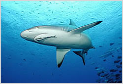 Grey Reef Shark