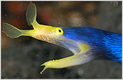 ribbon eel