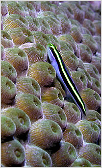 goby