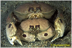 crab