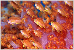 Anthias