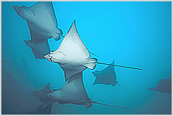 eagle rays