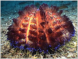 Fire Urchin