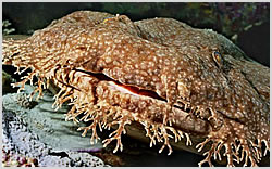 wobbegong