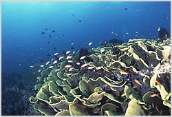 cabbage coral