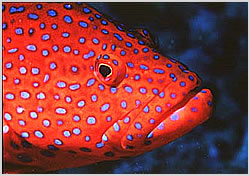 coral trout