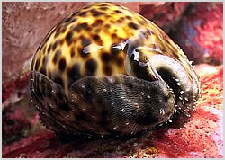 cowrie