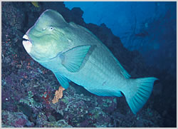 humphead