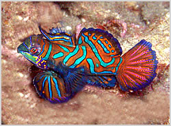 mandarin dragonet