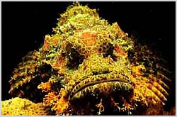 stonefish