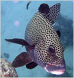 Sweetlips