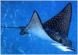 eagleray