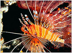 lion fish