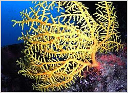 yellow gorgonian