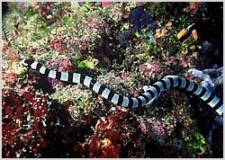 banded sea snake