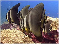 batfish