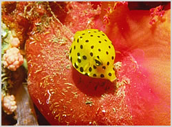 Boxfish