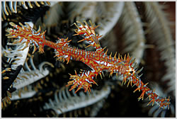 Ghost pipefish