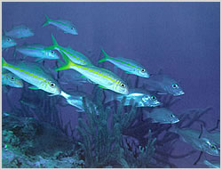 yellow goatfish