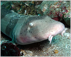 Juv Nurse Shark