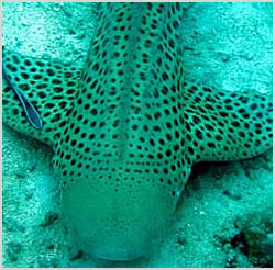 Leopard Shark