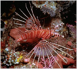 Lion Fish