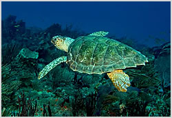 Loggerhead