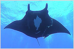 Manta