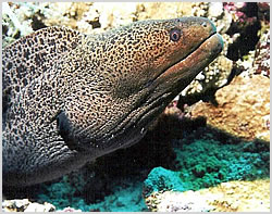 Moray