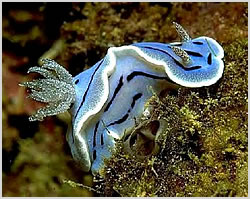 Nudibranch