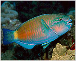 Parrotfish