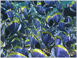 Powderblue Surgeonfish