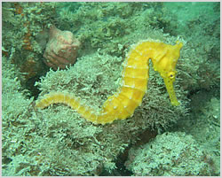 Seahorse