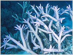 staghorn coral