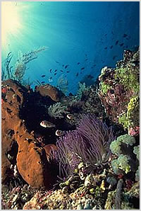 thai reef