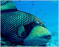 titan triggerfish