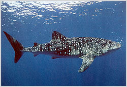 Whale Shark