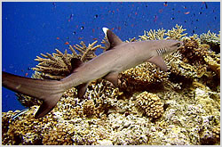 whitetip