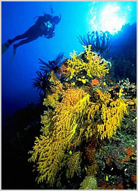 dive vietnam